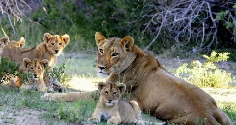 Lioness with cubs relaxing in a shaded area.