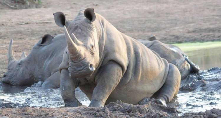 Rhinoceroses resting in a muddy waterhole.