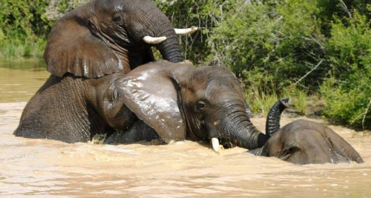 Elephants swimming and playing in the water.