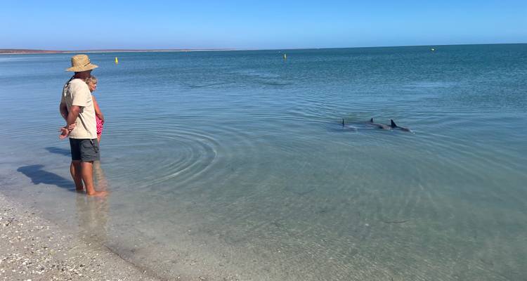 Persona de pie hasta los tobillos en el agua clara y poco profunda del mar, observando a dos delfines nadando cerca