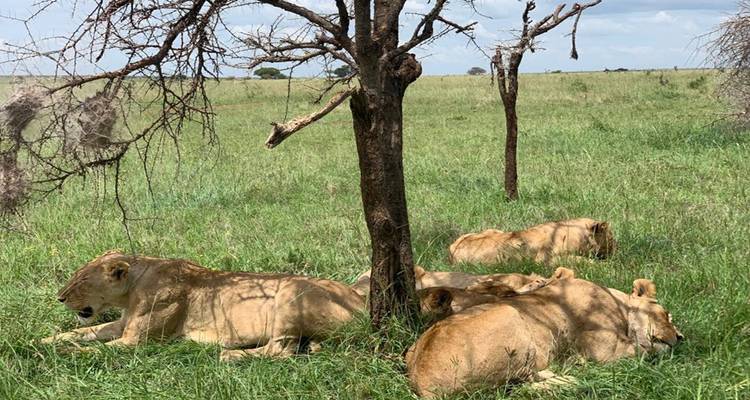 Group of lions lounging in tall grass beneath a leafless tree on the Serengeti plains.