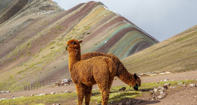 Deux alpagas paissant avec le flanc multicolore de la Montagne Arc-en-ciel s'élevant derrière eux.