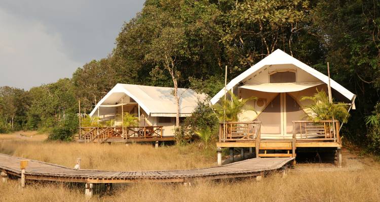 Canvas safari tents on stilts stand among dry grass beside a wooden boardwalk in the forest.
