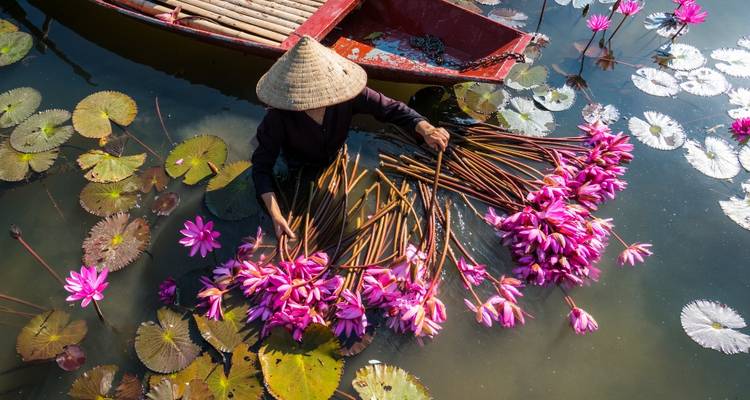 Persona cosechando flores de loto rosadas en un estanque.