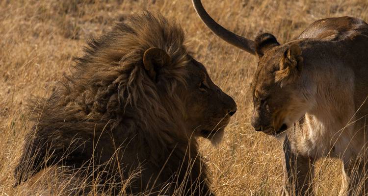 Un león y una leona frente a frente en pastizales secos.