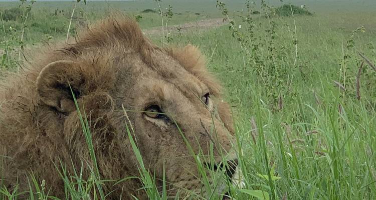 Close portrait of a male lion lying in tall green grass.