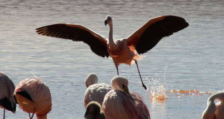 Flamingo steht im flachen Wasser und hebt ab