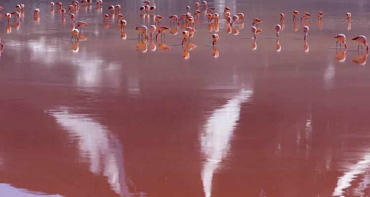 Flamingos, die in einer rot gefärbten Lagune stehen.