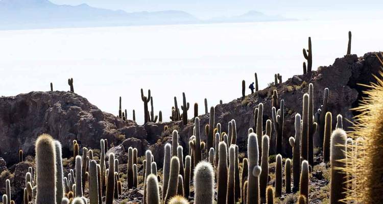 Kakteen in einer Wüstenlandschaft mit entfernten Bergen.