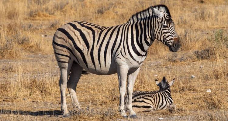 Adult zebra standing with a young zebra in a dry savanna.