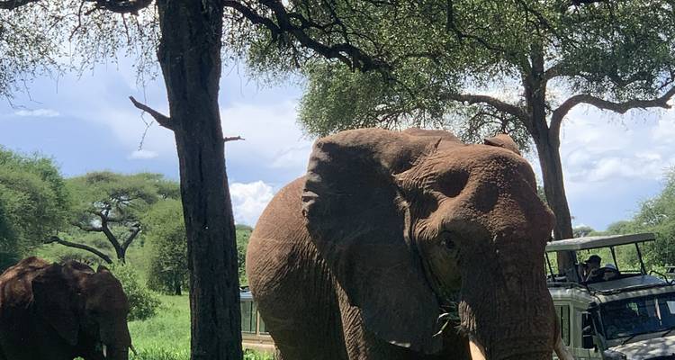 Großer Elefant, der unter Akazienbäumen grast, während ein Safariauto in der Nähe beobachtet.