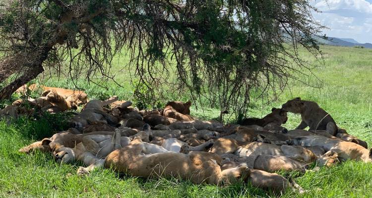 Un grand groupe de lions se reposant à l'ombre épaisse sous un acacia sur une prairie verdoyante.
