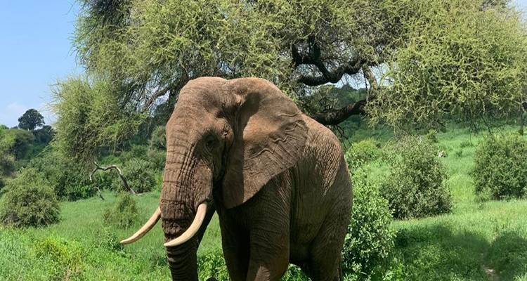 Gran elefante africano parado entre arbustos verdes bajo un cielo azul con un árbol de acacia arriba