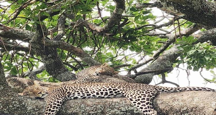 Zwei Leoparden, die auf dem dicken Ast eines belaubten Baumes faulenzen.