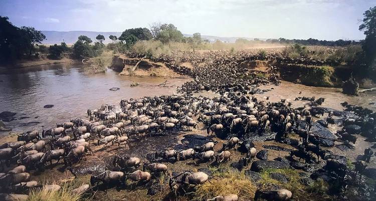 Eine große Herde von Gnus, die einen Fluss überquert.