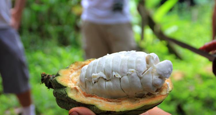 Close-up van een opengespleten cacaopod die witte zaden toont.
