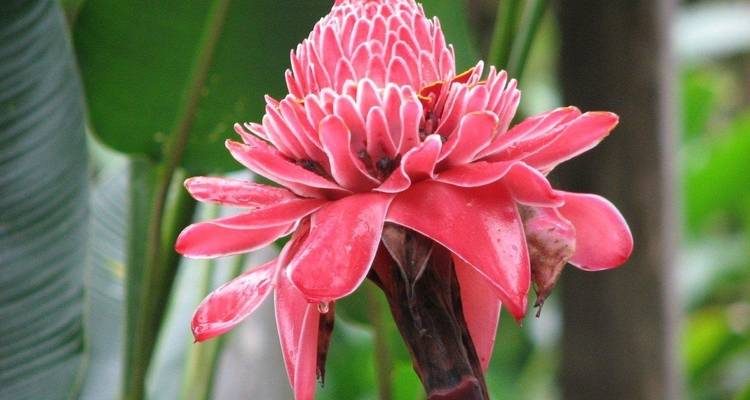 Close-up van een levendige roze tropische bloem.