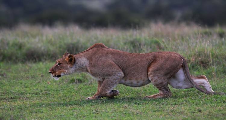 Een leeuw die prooi besluipt in een grazig veld.