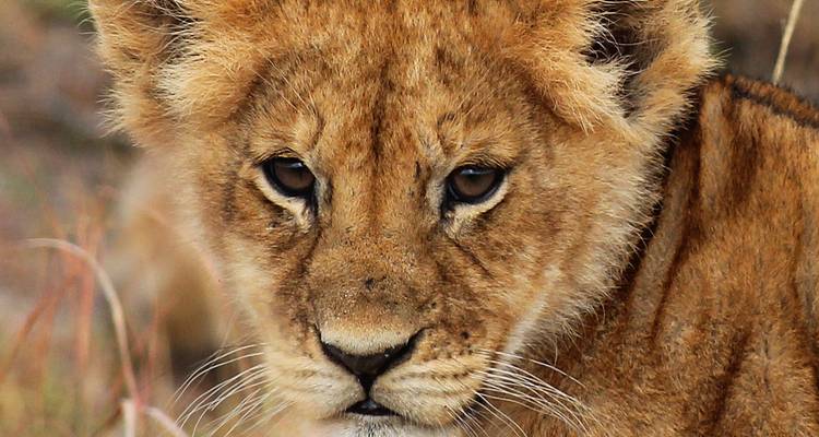 Close-up van het gezicht van een leeuwenwelp.