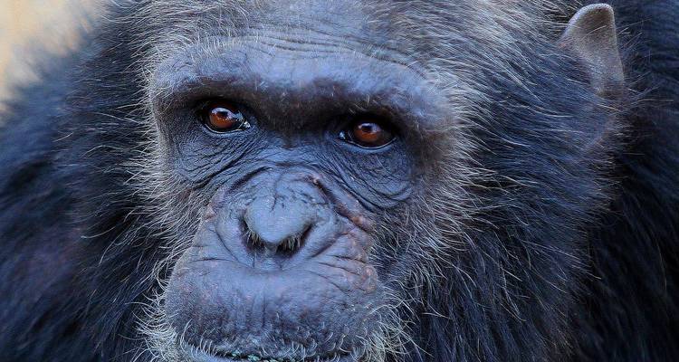 Close-up van het gezicht van een chimpansee.