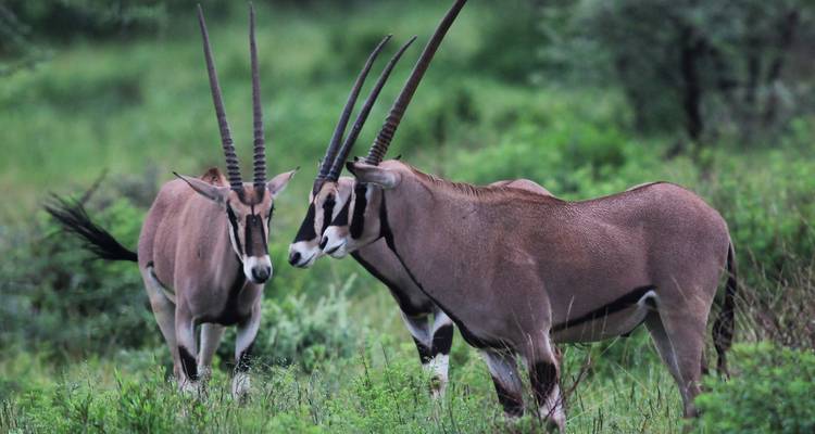 Twee antilopen met lange hoorns die staan in weelderige vegetatie.
