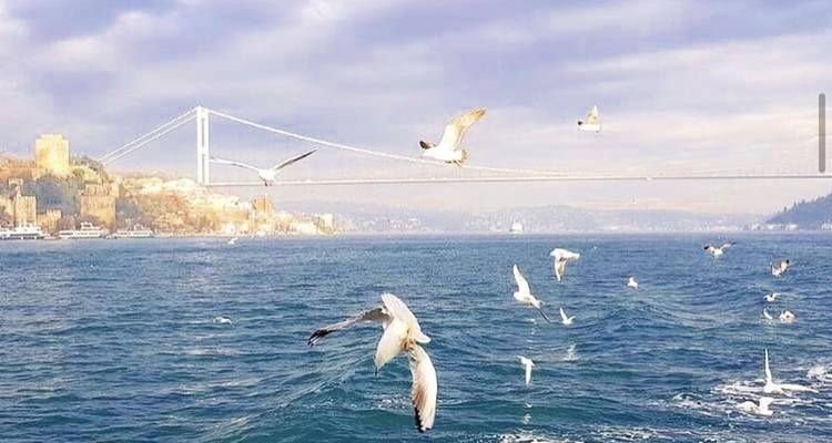 Seagulls flying over water with a bridge in the distance.