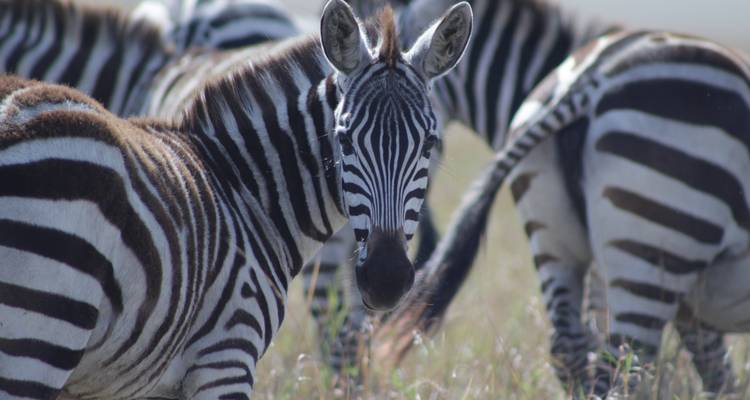 Close-up van een zebra tussen een kudde, waarschijnlijk in Amboseli National Park.