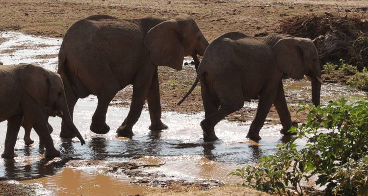 Groep olifanten die door een ondiepe rivier lopen in Tsavo East National Park.