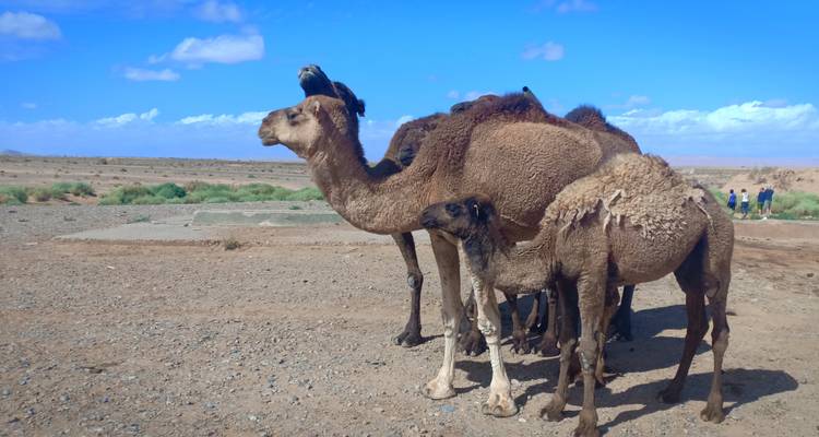 Eine Gruppe von Kamelen, die in einer Wüstenlandschaft stehen.