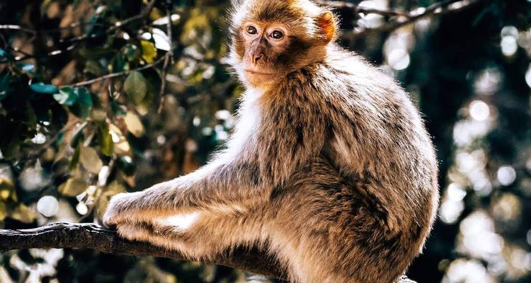 Ein Affe, der auf einem Ast in einem bewaldeten Gebiet sitzt.