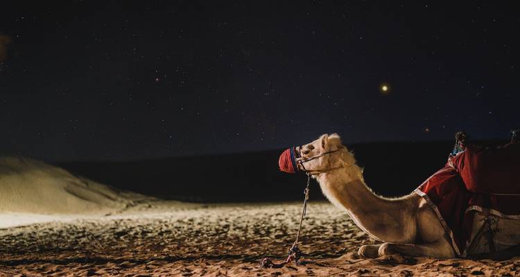 Een kameel in een woestijnomgeving 's nachts met zichtbare sterren.
