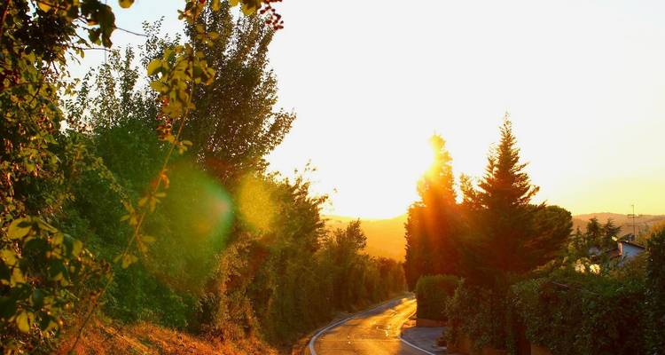 Sonnenuntergangsblick mit einer gewundenen Straße durch Bäume.