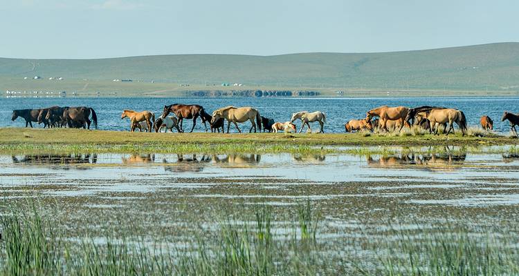 A herd of horses walking on a grassy peninsula beside a wide blue lake with rolling green hills under a clear sky.