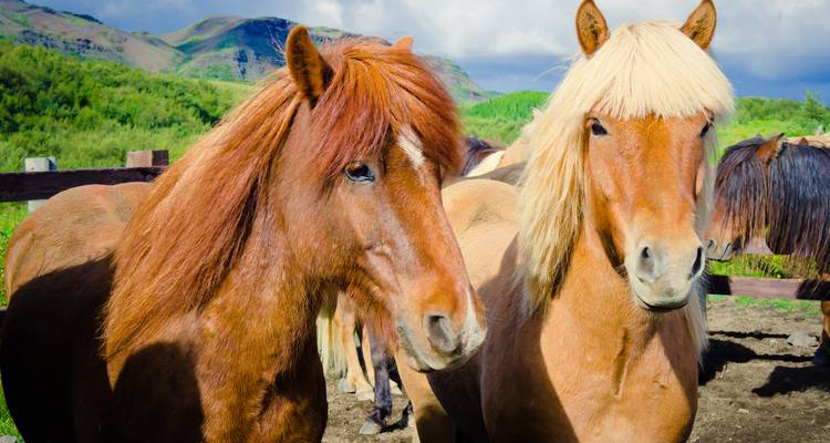 IJslandse paarden die in een grasrijk veld staan.