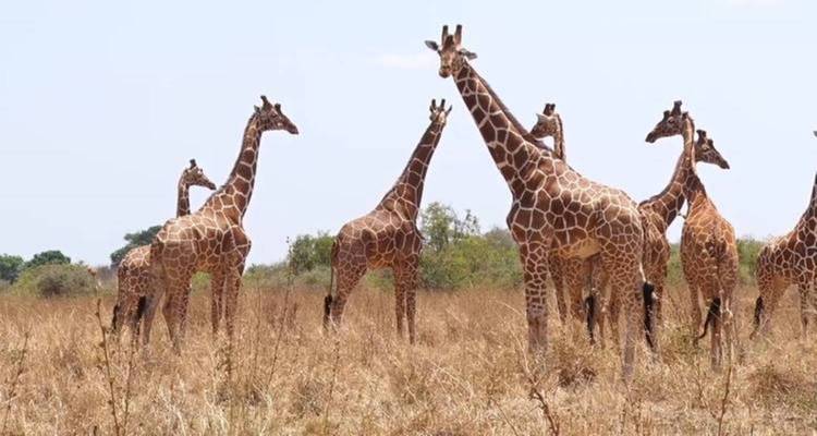 Kudde giraffen staand in de savanne.