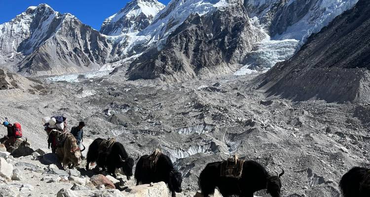 Yaks die goederen dragen op een rotsachtig bergpad met gletsjers.
