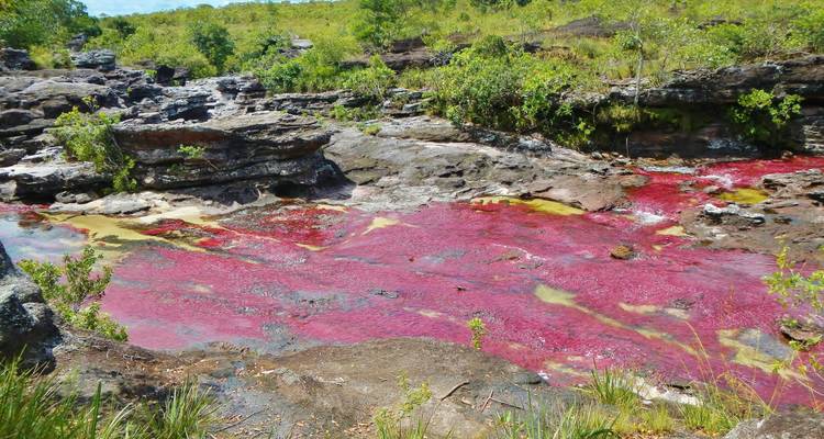 Lebendige rote und gelbe Wasserpflanzen färben den kristallklaren Bach des Caño Cristales inmitten felsiger Flussufer und grünem Buschwerk.