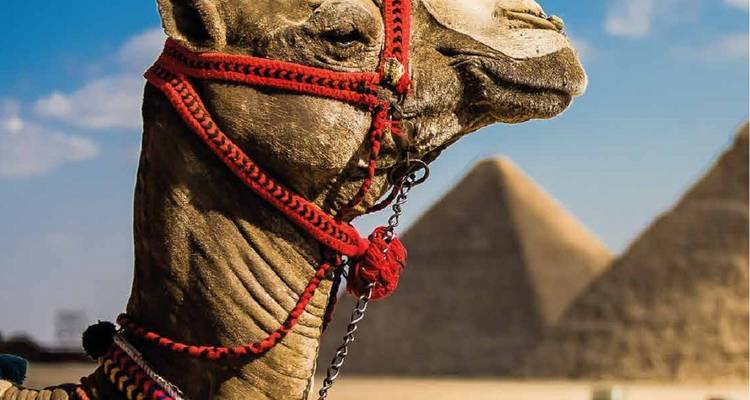 Close-up van een kameel met kleurrijke teugels met piramides op de achtergrond.