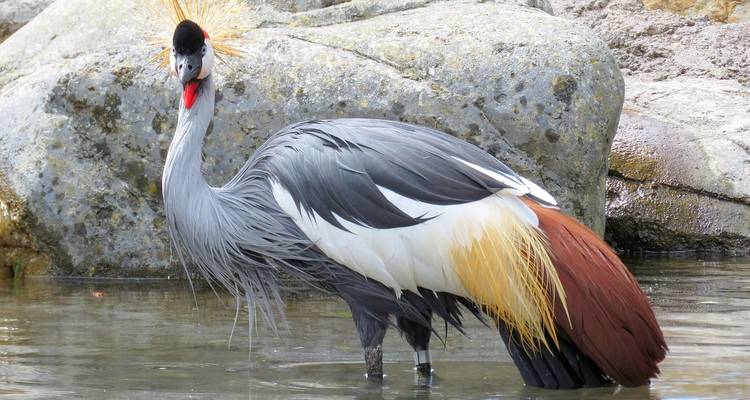 Beautiful crowned crane standing in the water.