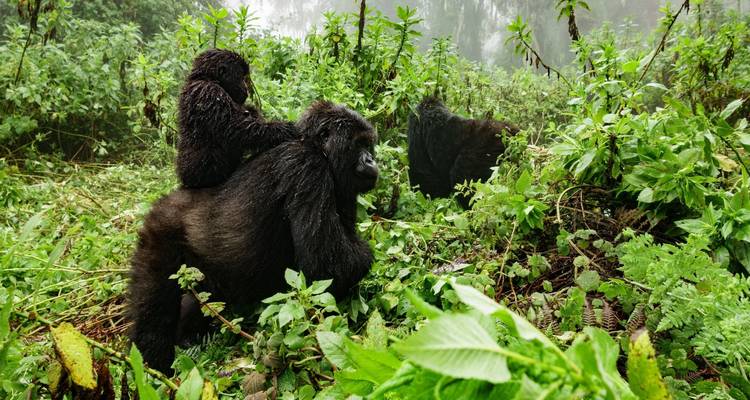 Gorillas in a lush forest setting, one carrying a baby on its back.