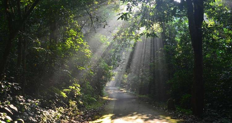 Sunlight streams through trees on a forest path.
