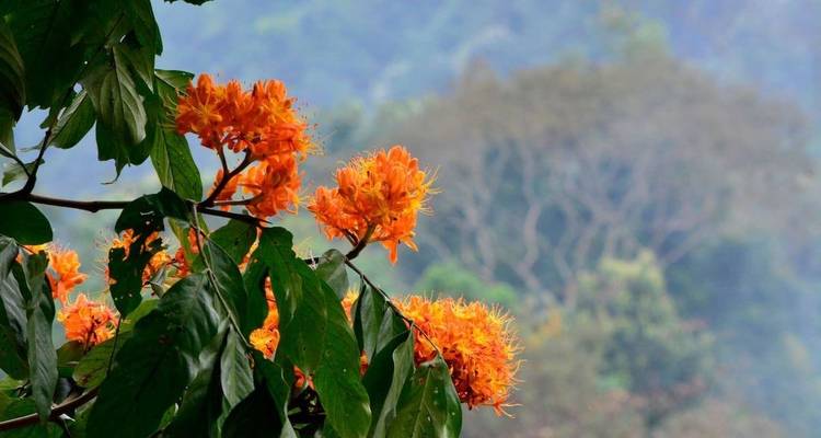 Close-up of vibrant orange flowers with blurred forest background.