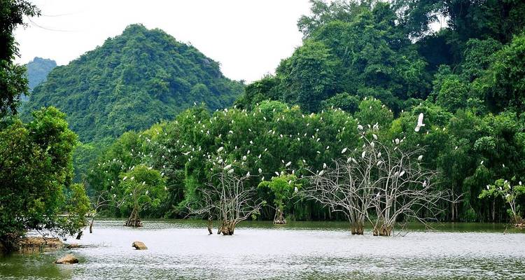Een schilderachtig uitzicht van vogels die op bomen zitten in een serene wateromgeving.