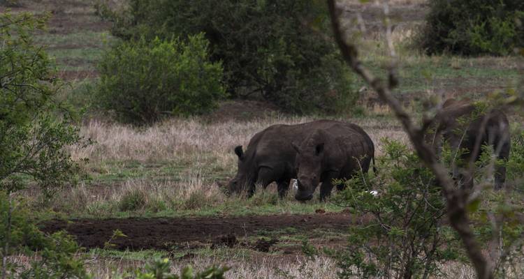 Rinocerontes pastando en un área con hierba y algunos arbustos.