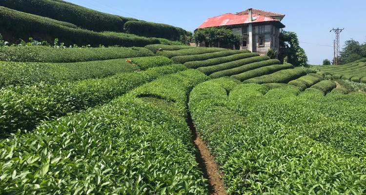 Plantación de té con una casa pequeña y cielo despejado.