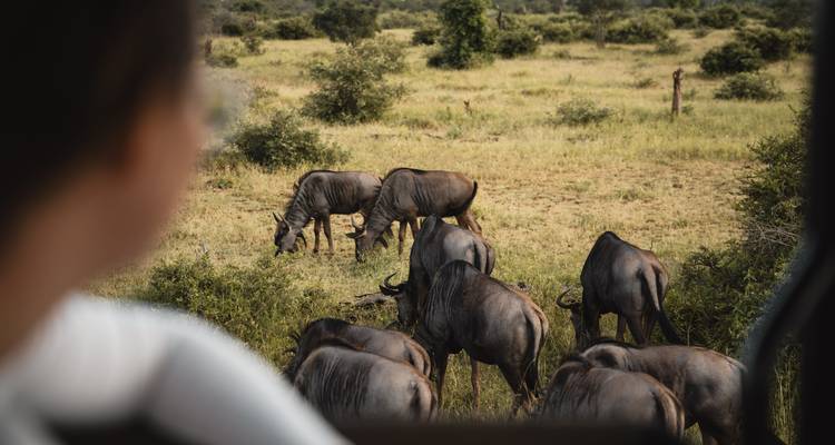 Person betrachtet Gnuherde in einer Savannenlandschaft.