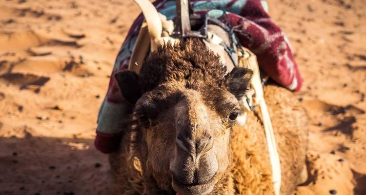 Primer plano de un camello sentado en la arena con una manta colorida.