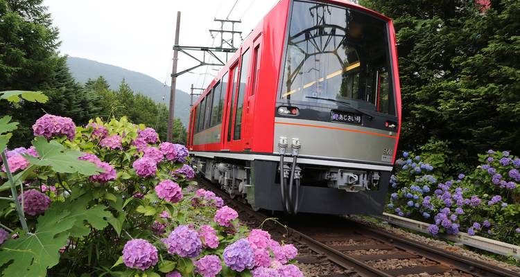 Train passant près de fleurs en fleurs le long de la voie ferrée.