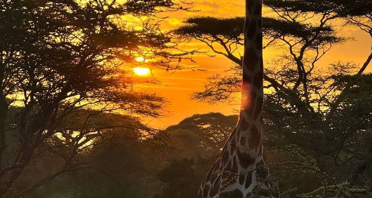 Silhouette einer Giraffe zwischen Akazienbäumen, gerahmt von einem lebhaften orangefarbenen Sonnenaufgang.