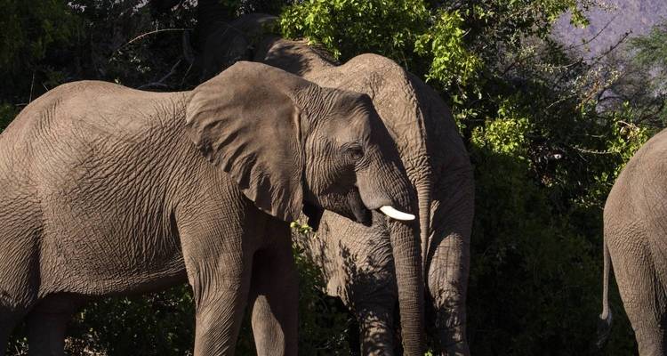 Deux éléphants dans une zone boisée luxuriante pendant la journée.
